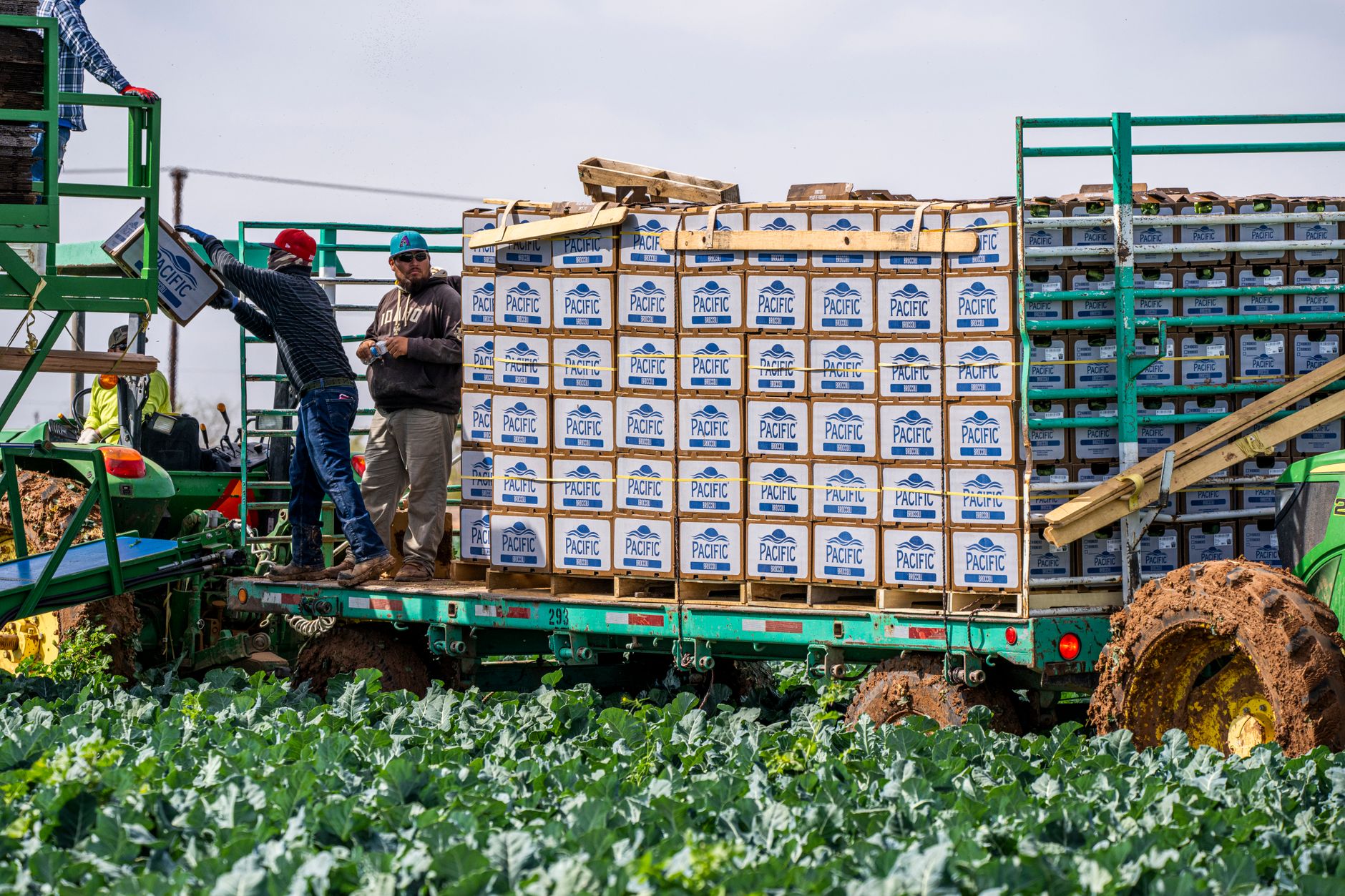 Produtor rural com caixas de hortaliças colhidas no campo